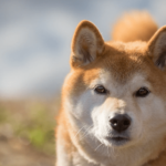 Shiba Inu (SHIB) Buildup At This Price Level Could Be Favorable