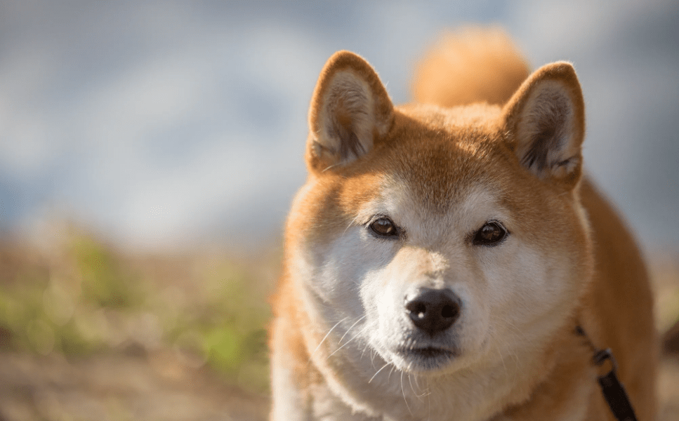 Shiba Inu (SHIB) Buildup At This Price Level Could Be Favorable