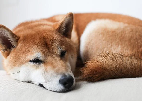 Shiba Inu Displays Surprising Price Movement – Can SHIB Ditch The Flatline?