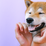 Shiba Inu, its burn rate, and Binance factor to take note of