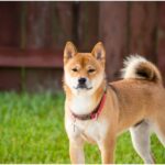 What Will You Do If Shiba Inu Hits 1 Cent? SHIB Investors from These Two Countries Speak