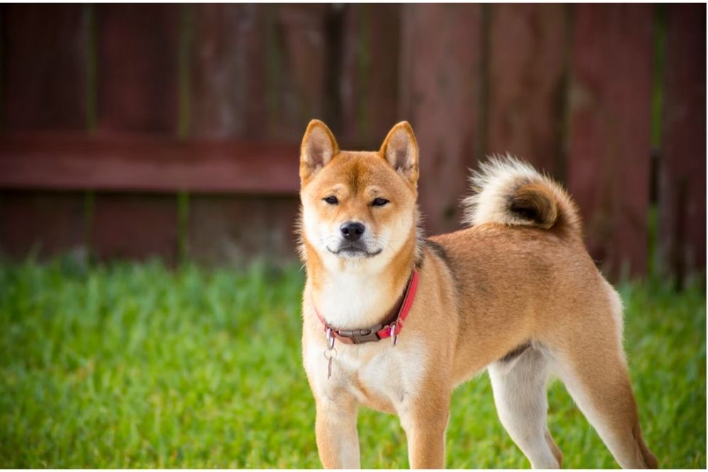 What Will You Do If Shiba Inu Hits 1 Cent? SHIB Investors from These Two Countries Speak