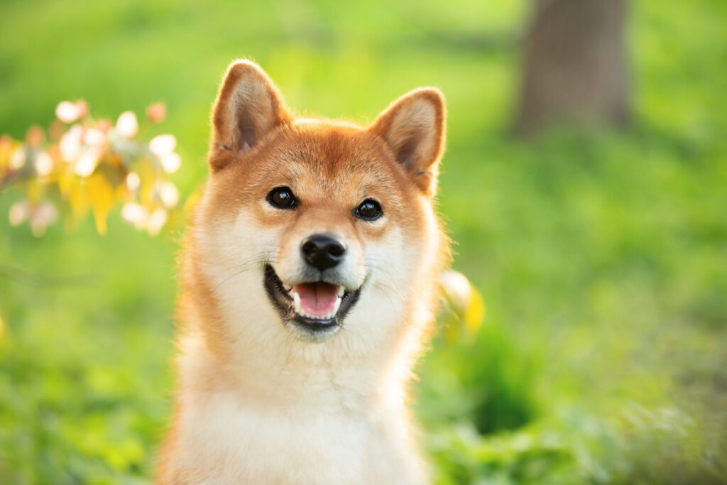 Crypto Comeback: Can Shiba Inu Reach $1?