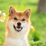 Crypto Comeback: Can Shiba Inu Reach $1?