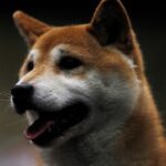 Shiba Inu pops 30%, Dogecoin up 14%