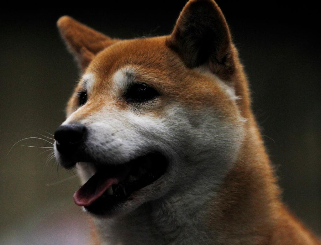 Shiba Inu pops 30%, Dogecoin up 14%