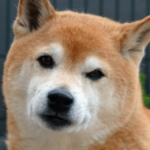 Shiba Inu (SHIB) Rolls Out Shiba Eternity Game for Early Testing in Vietnam – Clout News