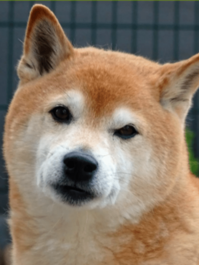 Shiba Inu (SHIB) Rolls Out Shiba Eternity Game for Early Testing in Vietnam – Clout News