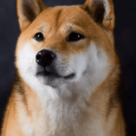 139M Shiba Inu Burned In One Transaction And 174M In 1 Day – Clout News