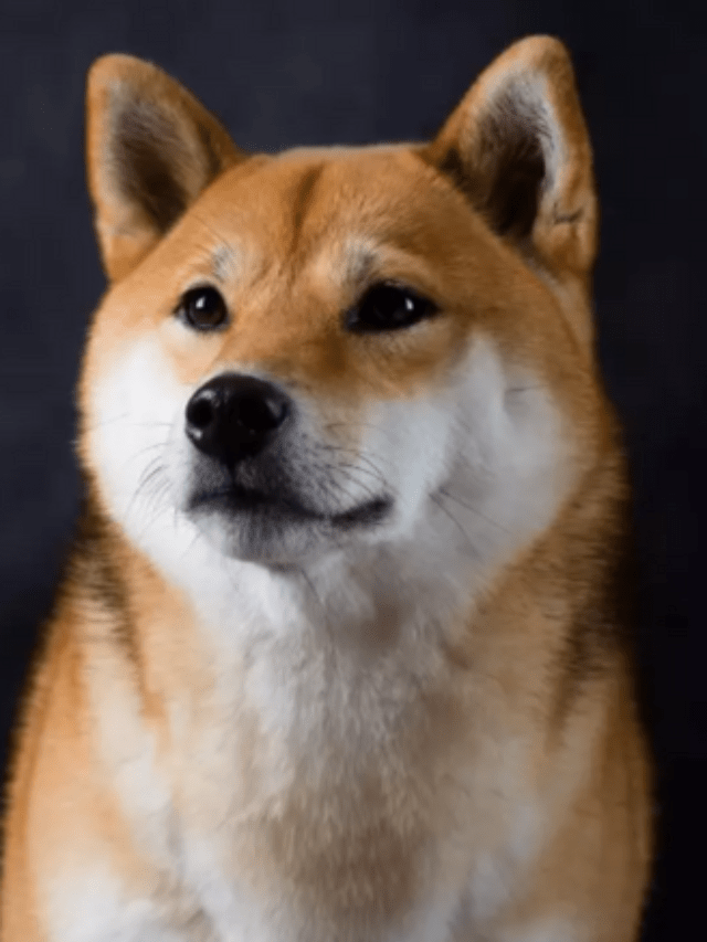 139M Shiba Inu Burned In One Transaction And 174M In 1 Day – Clout News