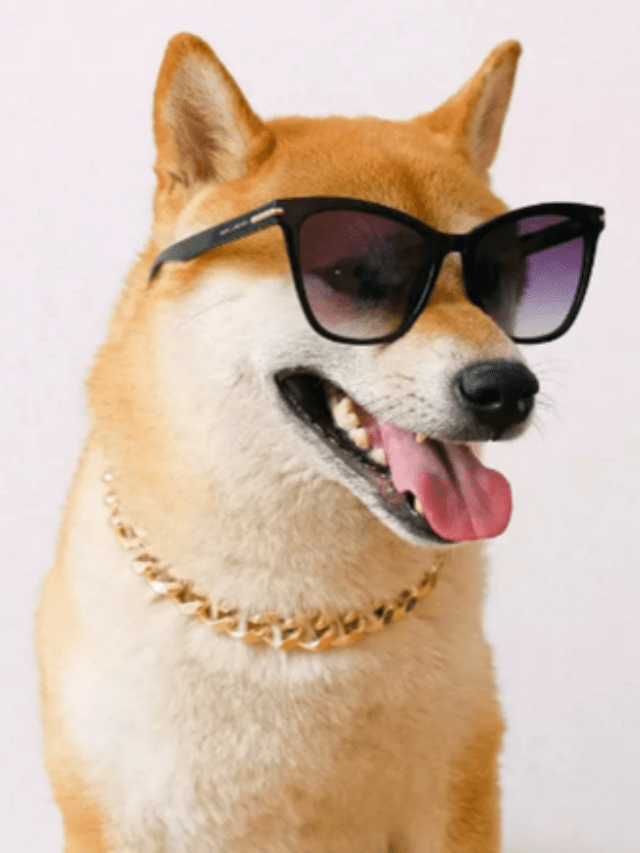 Shiba Inu Burn Rate Spikes 130% – Clout News