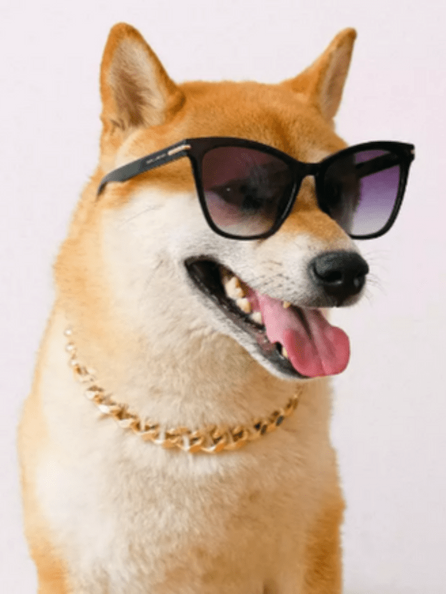 Shiba Inu's Welly Becomes Top-Rated Fast-Food Store On Uber Eats – Clout News