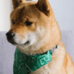 Top 100 ETH Whales Now Hold 11.96 Trillion Shiba Inu Worth $155M – Clout News