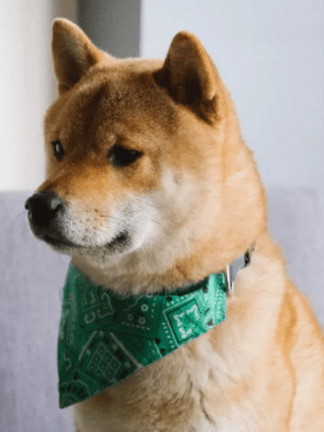 Top 100 ETH Whales Now Hold 11.96 Trillion Shiba Inu Worth $155M – Clout News