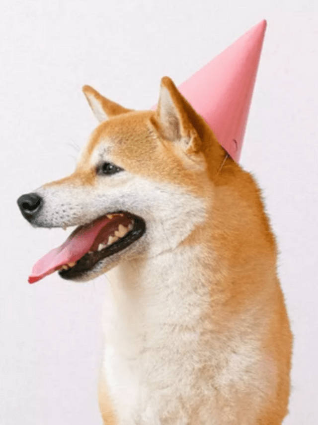 Shiba Inu Social Mentions Reach A New High In 3 Months – Clout News