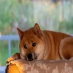 SHIB, yes, but here’s what is going on with Shiba Inu’s DEX