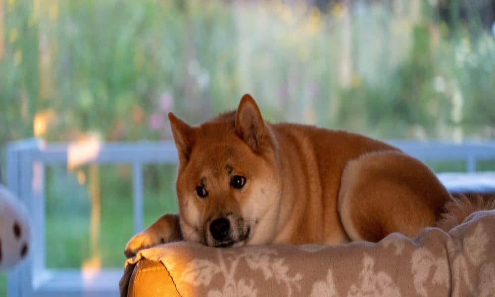 SHIB, yes, but here’s what is going on with Shiba Inu’s DEX