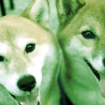 SHIB, Dogecoin Up Double-Digits Over the Week