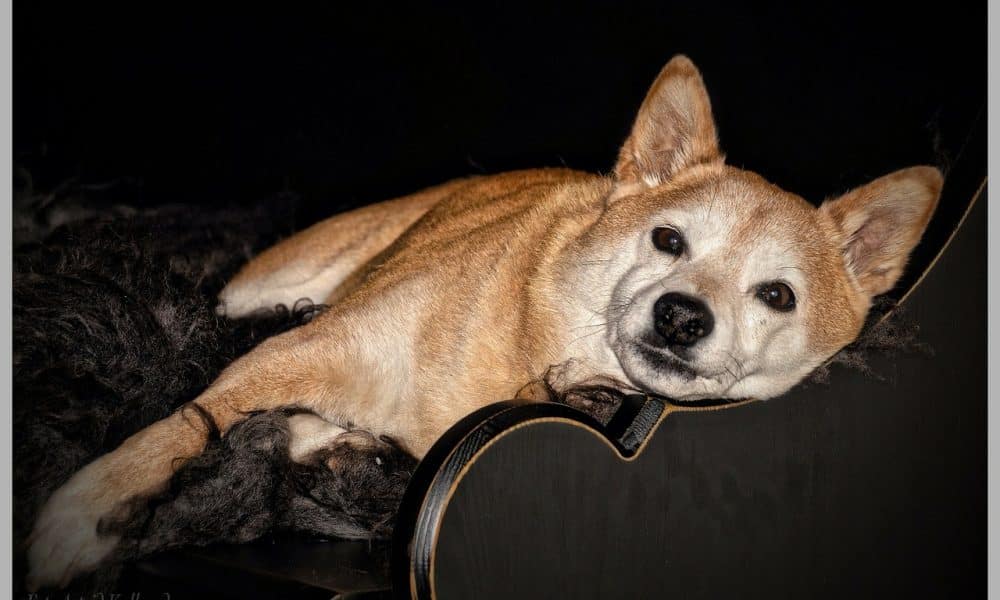 How Shiba Inu’s [SHIB] last 24 hours could affect investor sentiment