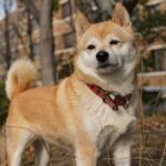 Shiba Inu’s new feat might leave investors mesmerized