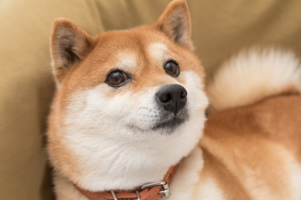 Can Shiba Inu Reach $0.01 in 2023?