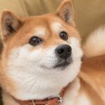 Can Shiba Inu Reach $0.01 in 2023?