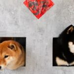 Most Popular Dog Coins Rise for 4 Consecutive Weeks, as Major Shiba Inu Development Nears