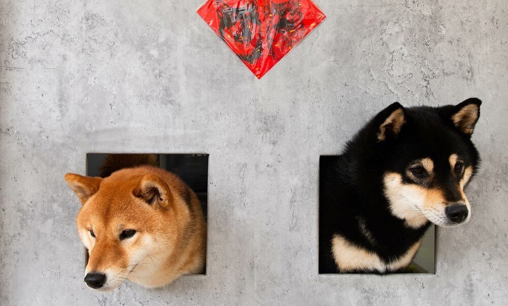 Most Popular Dog Coins Rise for 4 Consecutive Weeks, as Major Shiba Inu Development Nears