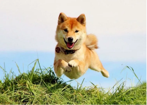 Shiba Inu Enjoys 8% Spike In Price In Last 7 Days, As SHIB Social Media Interaction Soars