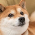 Is Shiba Inu a buy? This one metric holds the answer