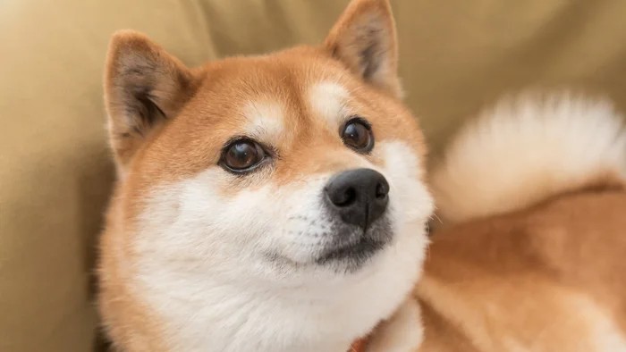 Is Shiba Inu a buy? This one metric holds the answer