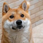 Biggest Ethereum whale scoops up 536 billion Shiba Inu