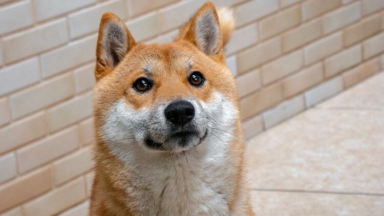 Biggest Ethereum whale scoops up 536 billion Shiba Inu