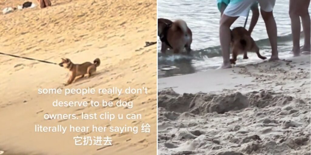 Shiba Inu Spotted Being Dragged Into Waters At Palawan Beach, SPCA Seeks Info On Owners’ Identities