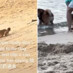 Shiba Inu Spotted Being Dragged Into Waters At Palawan Beach, SPCA Seeks Info On Owners’ Identities