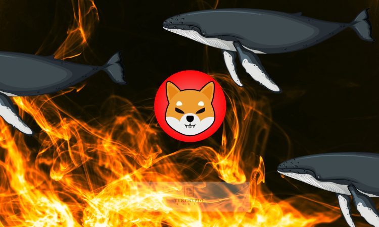 Single Wallet Burns 76M Shib, While Shiba Inu Becomes Top Purchased Crypto Among ETH whales