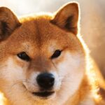 Shiba Inu reveals the first concept of its metaverse project