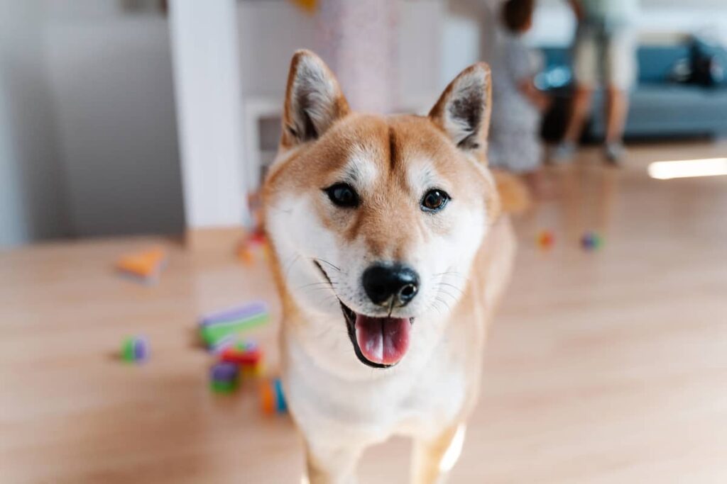 Shiba Inu’s Careful Way of Walking Across Hardwood Floors Is Just Too Cute