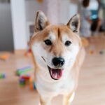 Shiba Inu’s Careful Way of Walking Across Hardwood Floors Is Just Too Cute