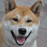 SHIBA INU (SHIB/USD) – Why Dogecoin Rival Shiba Inu Is Selling Off