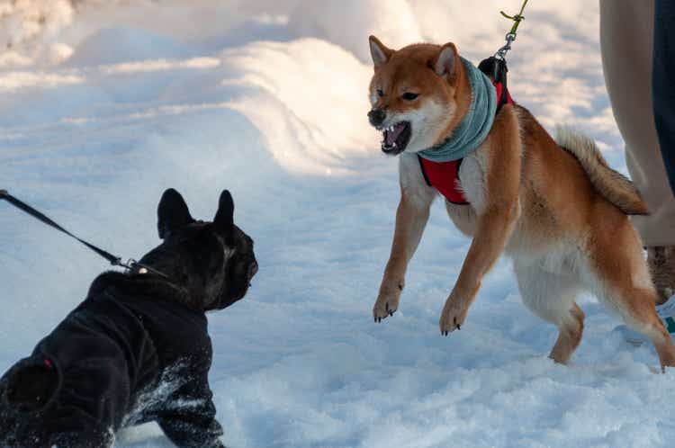 Shiba Inu: The Best Of The Good Boys