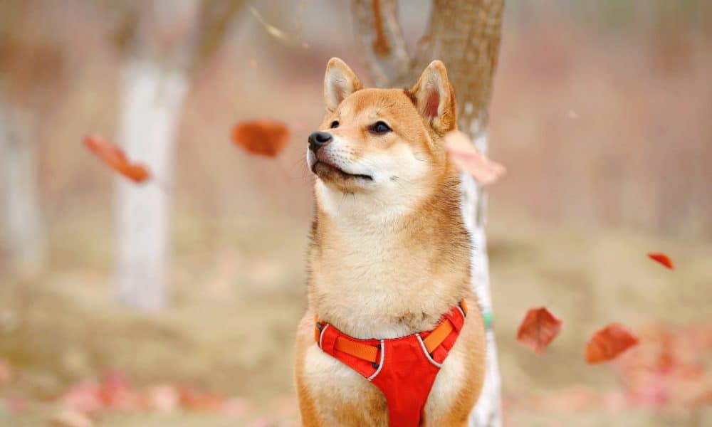 Shiba Inu: How SHIB Eternity can help change SHIB’s fate