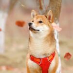 Shiba Inu: Assessing odds of SHIB gaining heat from the August burn