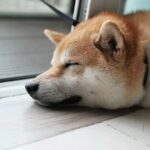 Shiba Inu [SHIB] may need more than the Metaverse to wake up from its slumber 