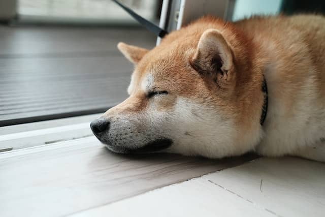 Shiba Inu [SHIB] may need more than the Metaverse to wake up from its slumber 