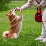 Shiba Inu’s overdependence on Shibburn has led SHIB down this road