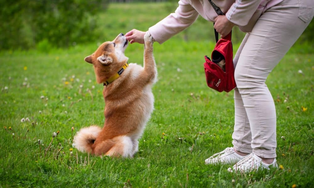 Shiba Inu’s overdependence on Shibburn has led SHIB down this road