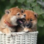 5 reasons I wouldn’t touch Shiba Inu with a 10-foot pole