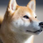 As Dogecoin Price, Shiba Inu and Other Memecoins Crash, Here’s Why Tamadoge Will Pump 10x