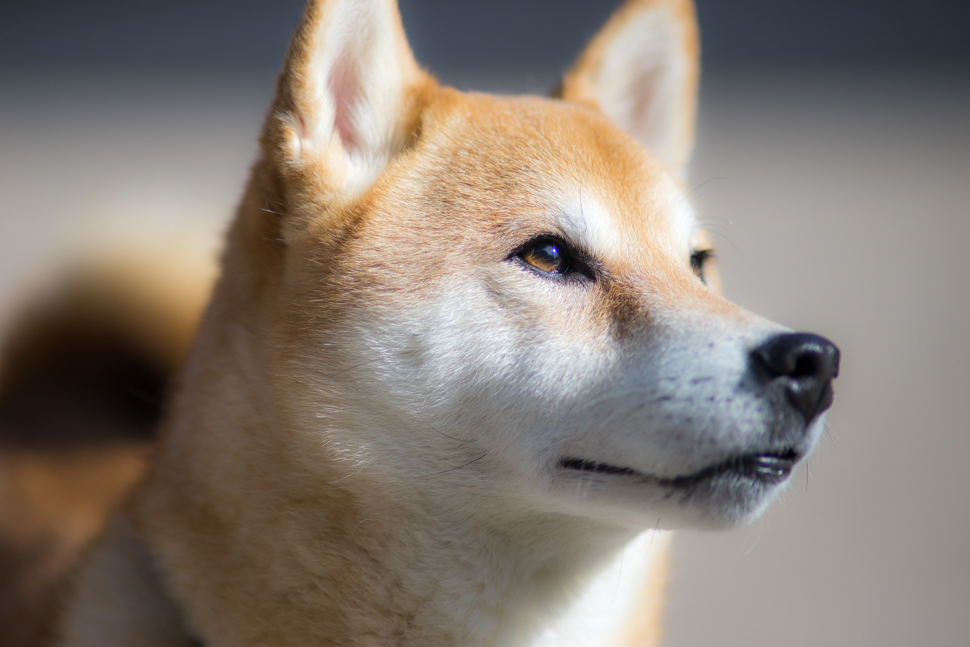 As Dogecoin Price, Shiba Inu and Other Memecoins Crash, Here’s Why Tamadoge Will Pump 10x